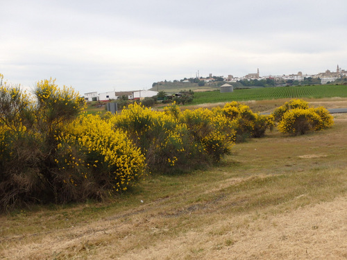 This plant is called Spanish Broom.